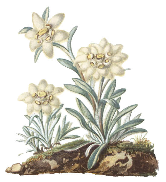 Edelweiss