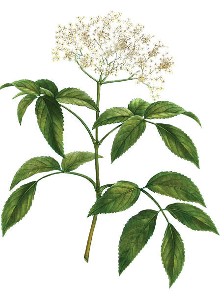 Elderflower