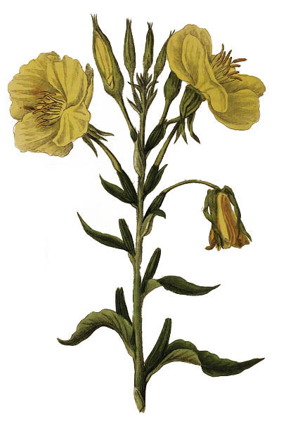 Evening Primrose