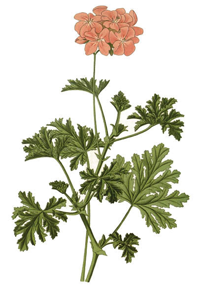 Rose Geranium